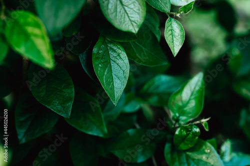 Green leaves pattern background, natural background and wallpaper. Nature of green leaf in garden at summer. Natural green leaves plants using as spring background. Blurred.