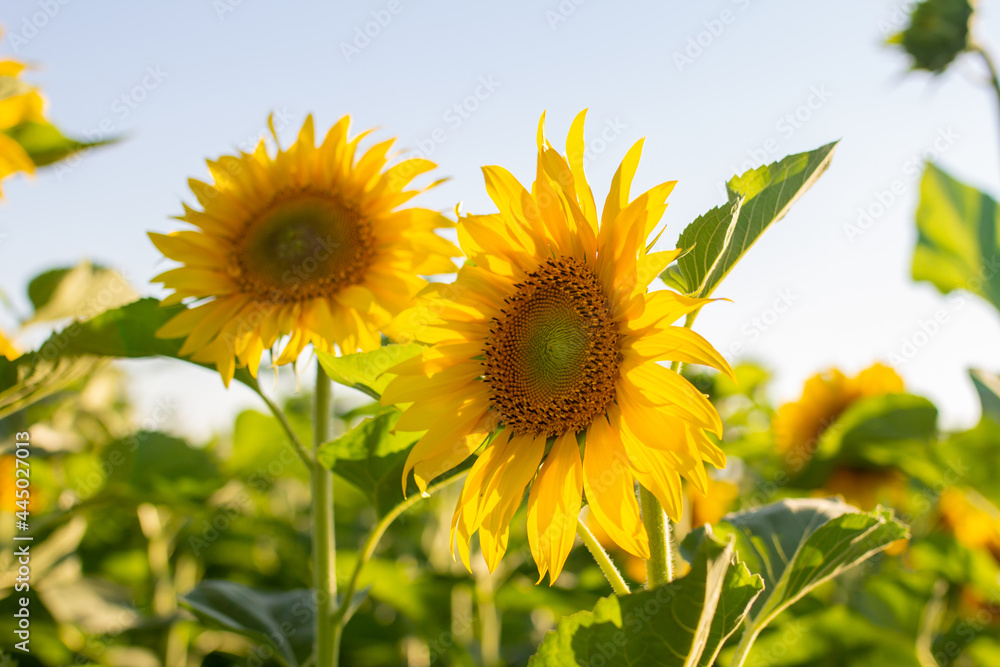 sunflowers of the sky, sunflowers in the field, close-up
