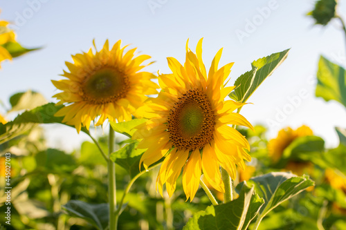 sunflowers of the sky  sunflowers in the field  close-up