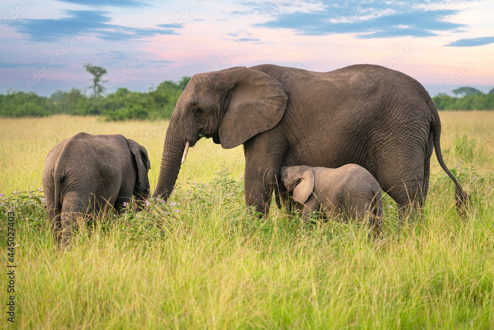 Obraz premium African elephant, Loxodonta africana
