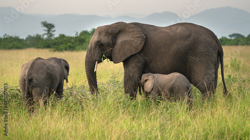 African elephant, Loxodonta africana