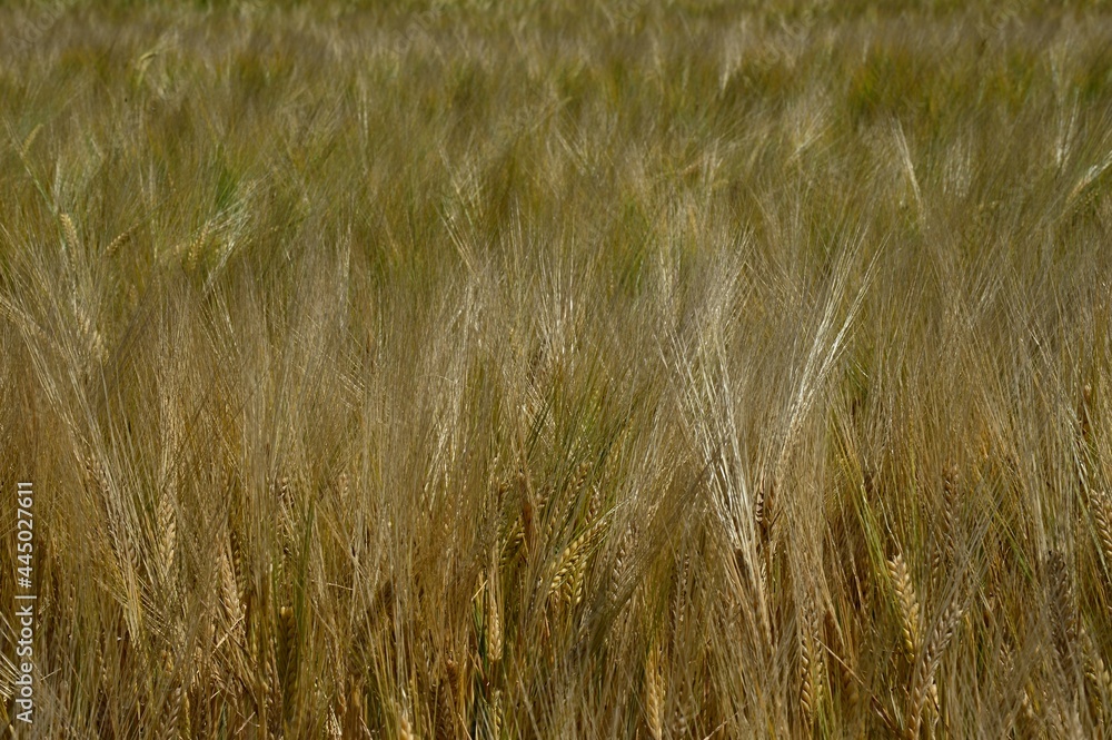Field of almost mature spiky durum wheat, latin name Triticum Durum, with some still green plants still colouring almost golden foliage of the field. Field of almost mature spiky durum wheat, latin name Triticum Durum, with some still green plants still colouring almost golden foliage of the field.