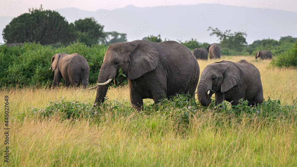 African elephant, Loxodonta africana African elephant, Loxodonta africana