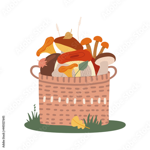 Basket of different edible mushrooms on the grass. Hand drawn colored flat vector illustration.