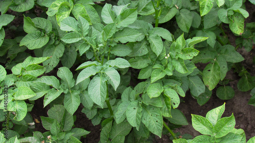 Ripening potato stalk in the garden