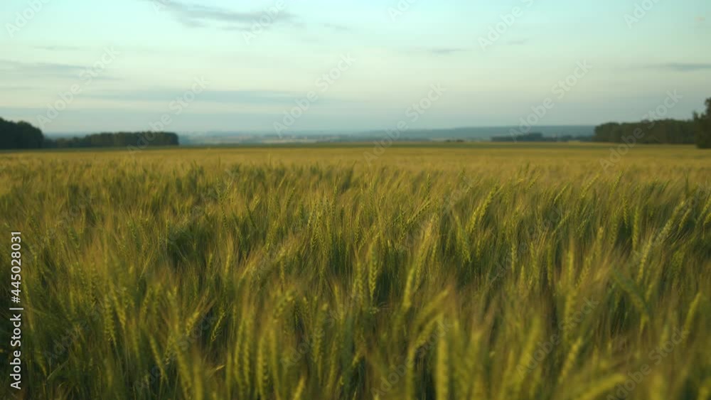 Endless wheat fields sway in the wind. Summer sunset in the countryside. Ecological clean agriculture. Wheat fields stretch out to the horizon. The sun sets in a wheat field. Endless wheat fields sway in the wind. Summer sunset in the countryside. Ecological clean agriculture. Wheat fields stretch out to the horizon. The sun sets in a wheat field.