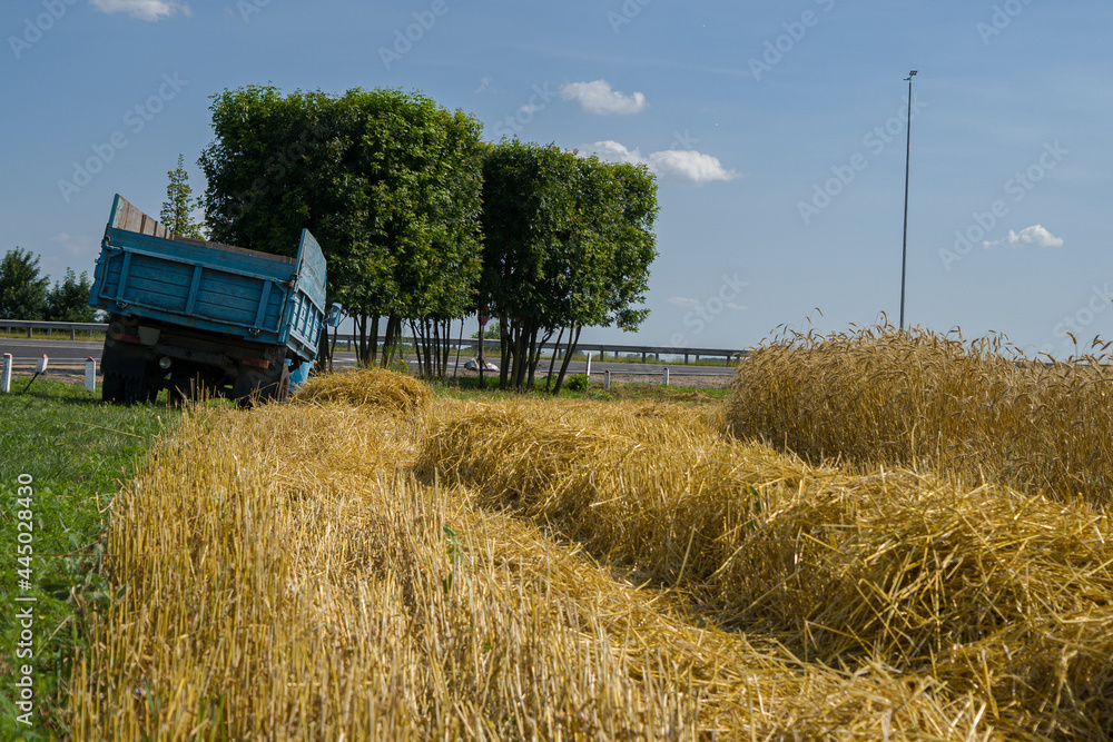 An old farm truck stands next to a wheat field