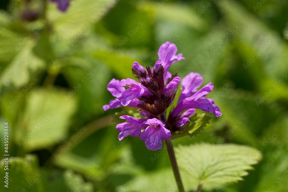 Flower of a big betony, Betonica macrantha Flower of a big betony, Betonica macrantha