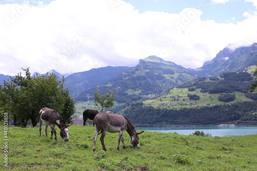 the donkeys are on the field