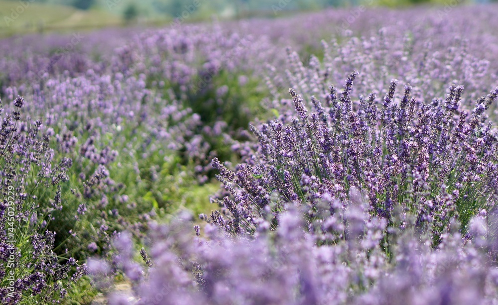 Obraz premium field of lavender. lavender field in region. lavender field region.