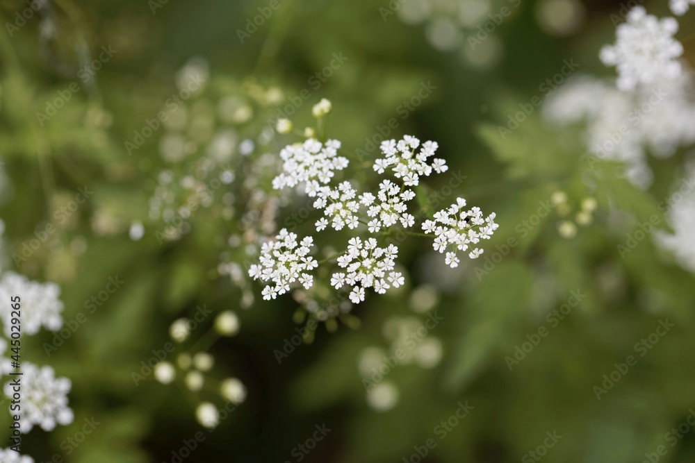 Rough chervil flowers, Chaerophyllum temulum Rough chervil flowers, Chaerophyllum temulum