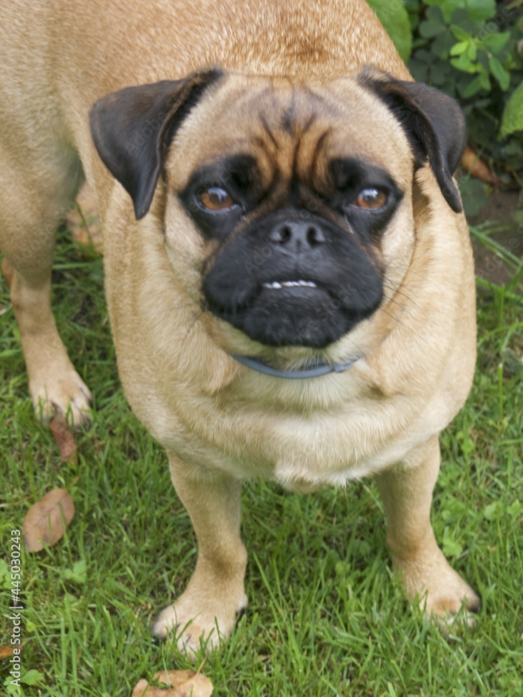 Nahaufnahme Französische Bulldogge