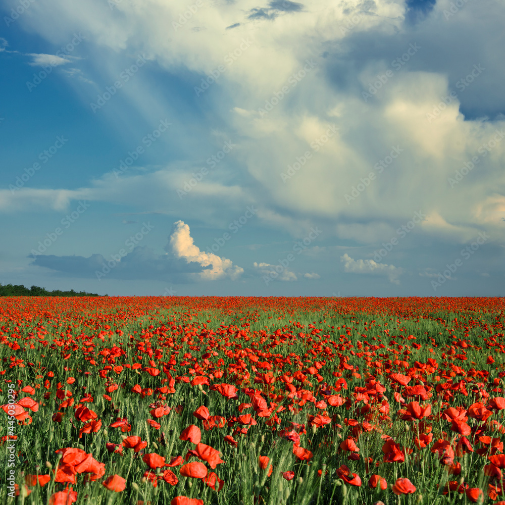 Red poppy field on the background of blue sky and large clouds
