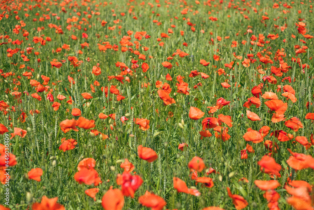 Bright red poppy field in summer
