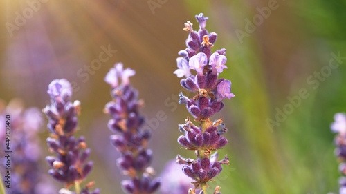 Lavender flowers in detail  low depth of focus.