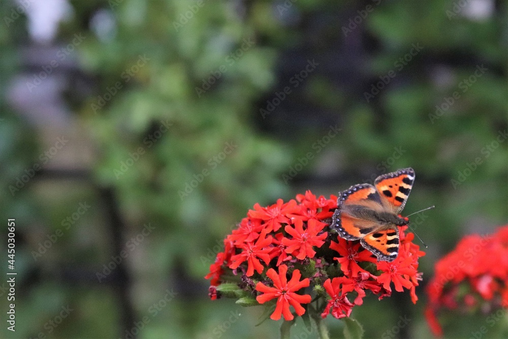 A small tortoise shell butterfly on a beautiful red flower called maltese cross in the garden. The flower is also called jerusalem cross and common rose campion. Lots of copy-space. Selective focus. A small tortoise shell butterfly on a beautiful red flower called maltese cross in the garden. The flower is also called jerusalem cross and common rose campion. Lots of copy-space. Selective focus.
