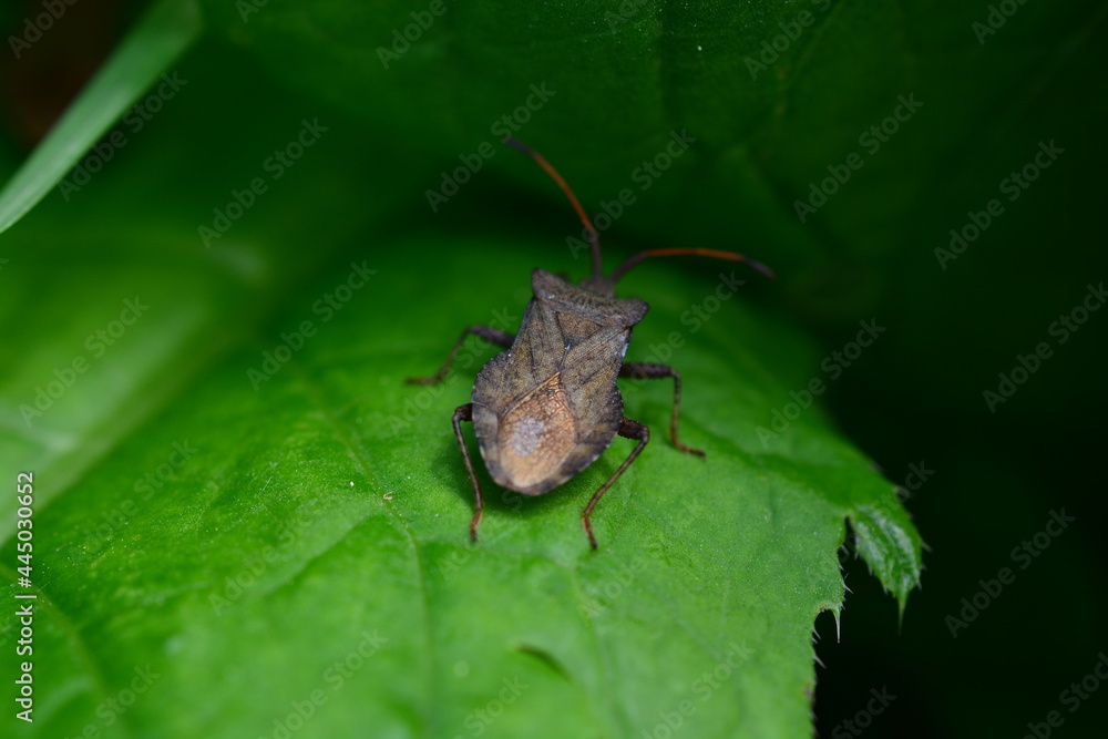 spider on leaf spider on leaf