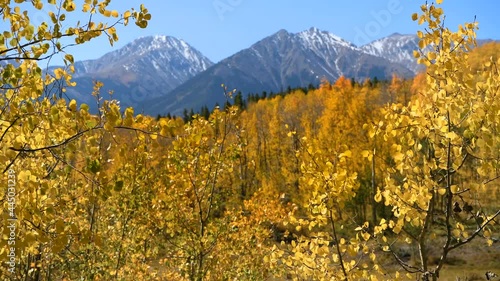 Autumn Mountains - Autumn morning winds stirring up  golden aspen branches in a dense aspen grove at base of high peaks of Sawatch Range. Twin Lakes, Leadville, Colorado, USA. photo