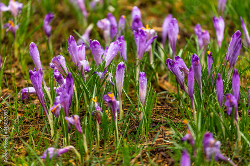 Blooming crocuses in the Chocholowska Clearing. Tatra Mountains, Poland.