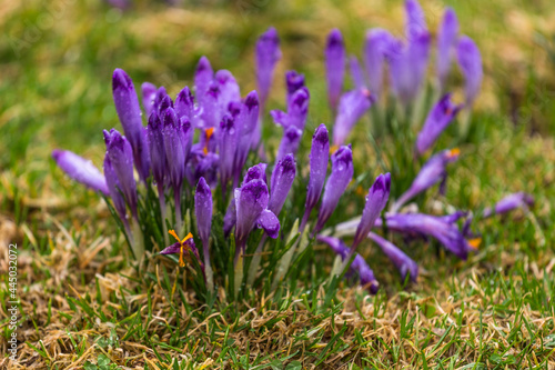 Blooming crocuses in the Chocholowska Clearing. Tatra Mountains, Poland.
