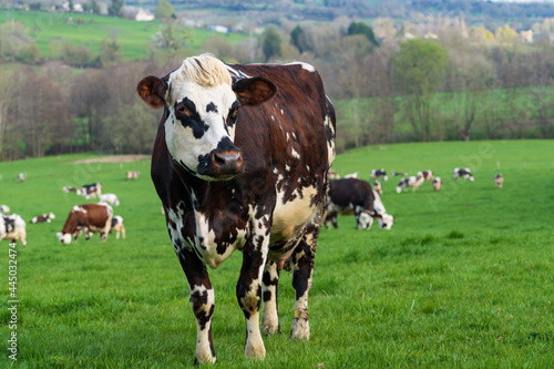 Animal ferme vache 551