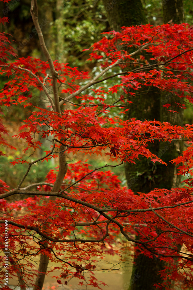 Autumn park with bright red maple leaves Autumn park with bright red maple leaves