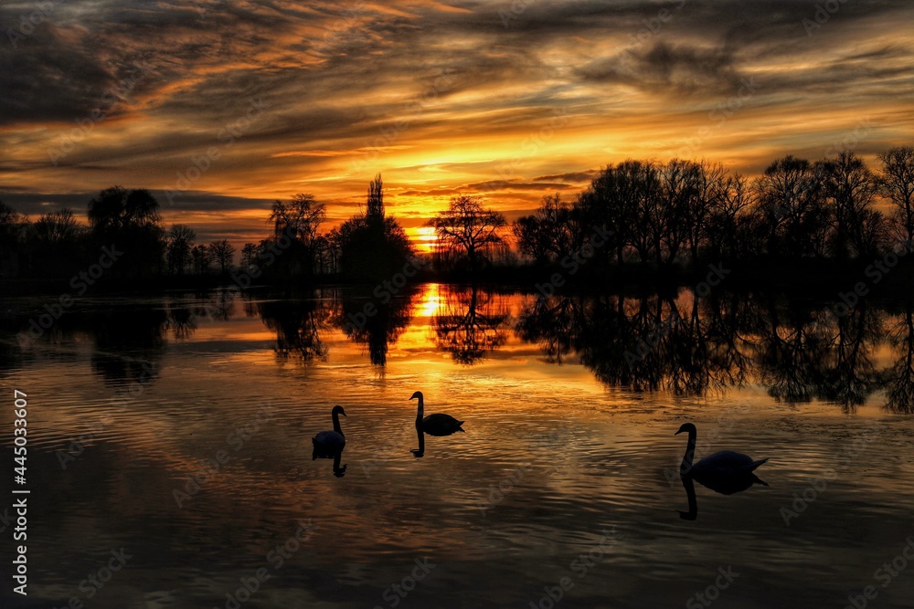 sunset swans on the lake sunset swans on the lake