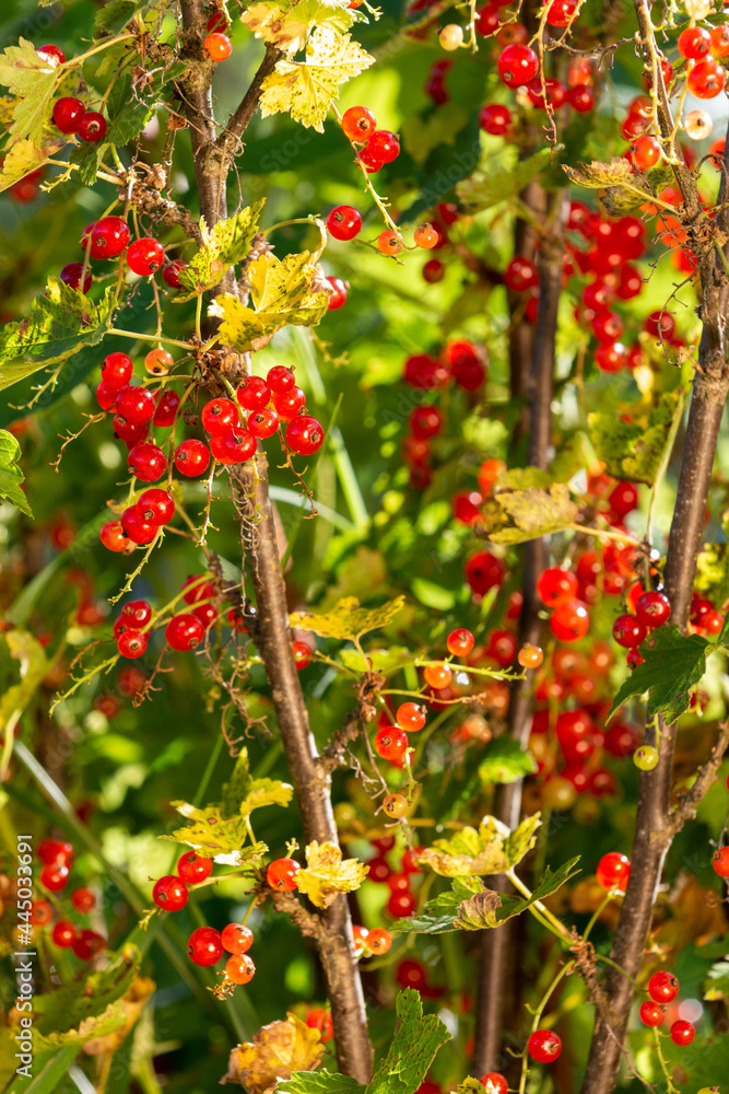 Red currants on brown branches, illuminated by the rays of the sun. Red currants on brown branches, illuminated by the rays of the sun. Red currants on brown branches, illuminated by the rays of the sun. Red currants on brown branches, illuminated by the rays of the sun.