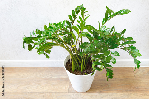 Trendy houseplant Zamioculcas in a white pot on a wooden floor against a white wall, top view. Zamioculcas zamiifolia. Home plant care concept, gardening. Green plants in the interior.