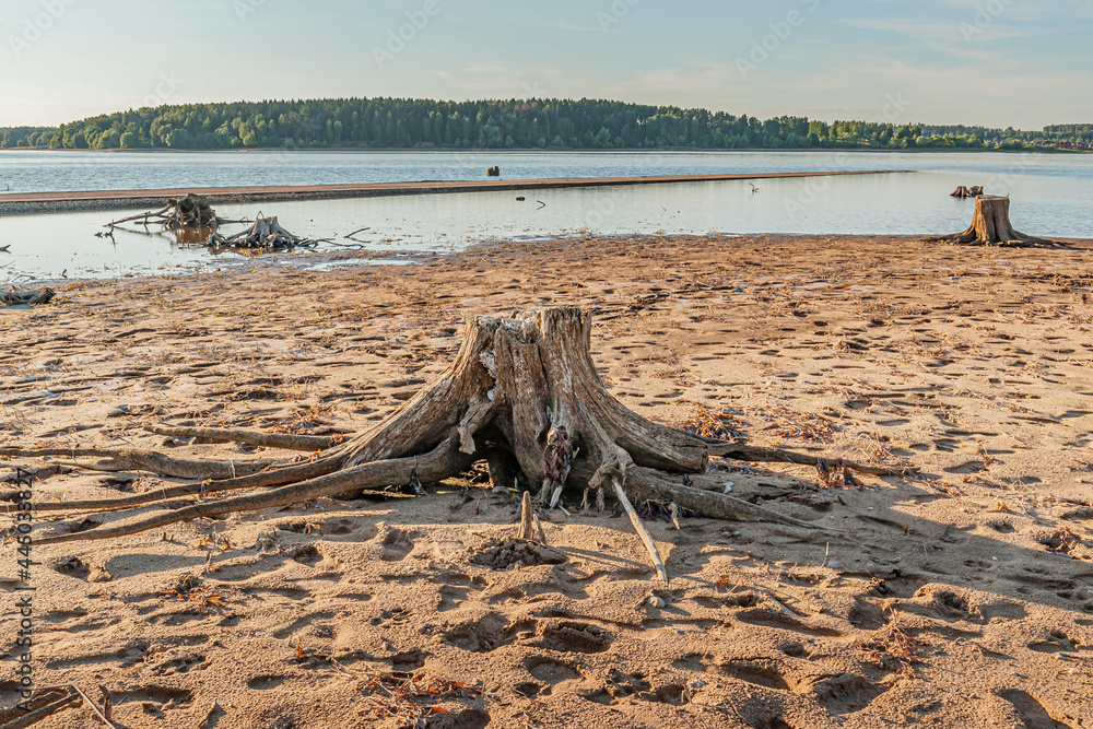 rotten stumps of dead trees on the shore of forest lake