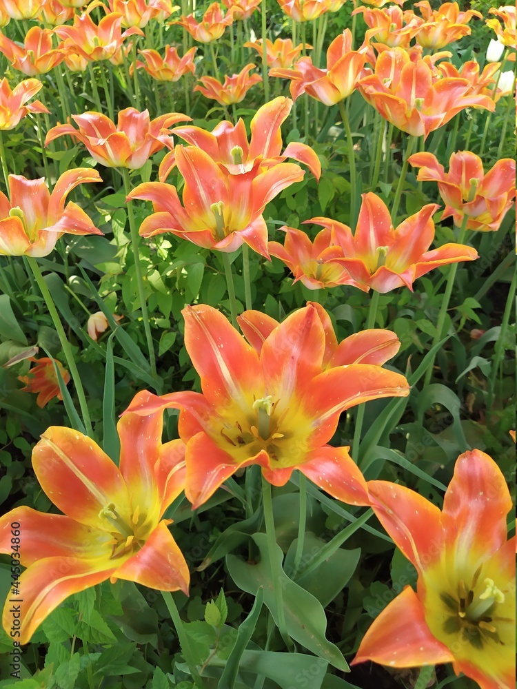 Beautiful orange tulips on green leaves background in garden