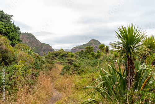 Beautiful vegetation at Whatipu beach in Auckland