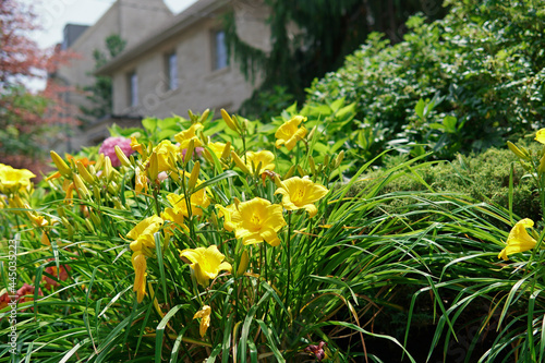 Close-up view of clump of bright yellow day lilies in a home garden