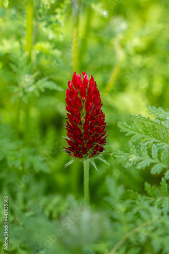 Closeup of a red broomrape in the grass