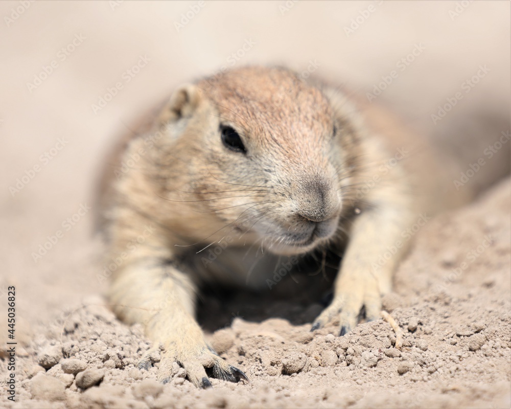 A Cute Little Prairie Dog Near the Badland National Park in South Dakota A Cute Little Prairie Dog Near the Badland National Park in South Dakota