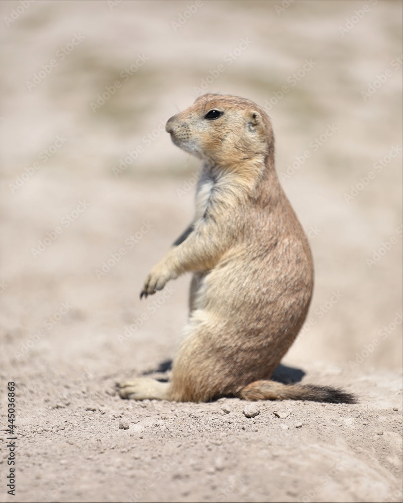 A Cute Little Prairie Dog Near the Badland National Park in South Dakota A Cute Little Prairie Dog Near the Badland National Park in South Dakota