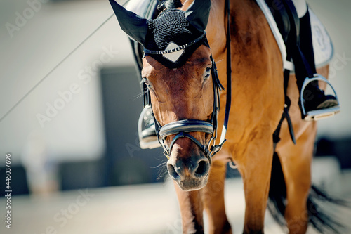 Portrait stallion in the bridle. Dressage horse. © Azaliya (Elya Vatel)