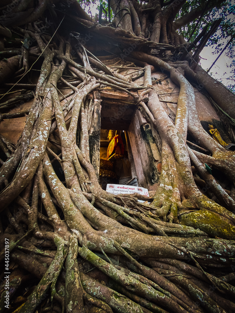 Old Buddha statue covered with trees roots in Wat Bang Kung Camp, Prok Bodhi Ubosot, in Samut Songkhram, Thailand Old Buddha statue covered with trees roots in Wat Bang Kung Camp, Prok Bodhi Ubosot, in Samut Songkhram, Thailand