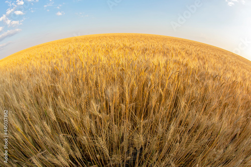 Field with growing wheat wide angle girth against the background of the sky. Agronomy and agriculture. Food industry.