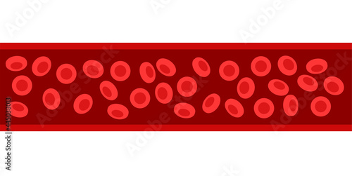 erythrocytes in blood vessel