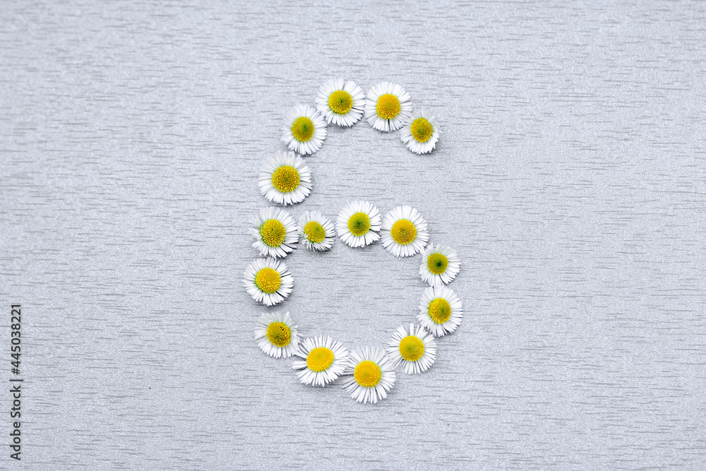Number 6 of the daisy flower on a gray background Number 6 of the daisy flower on a gray background