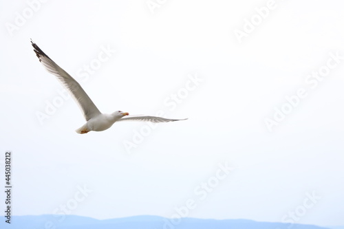 Seagull Flying