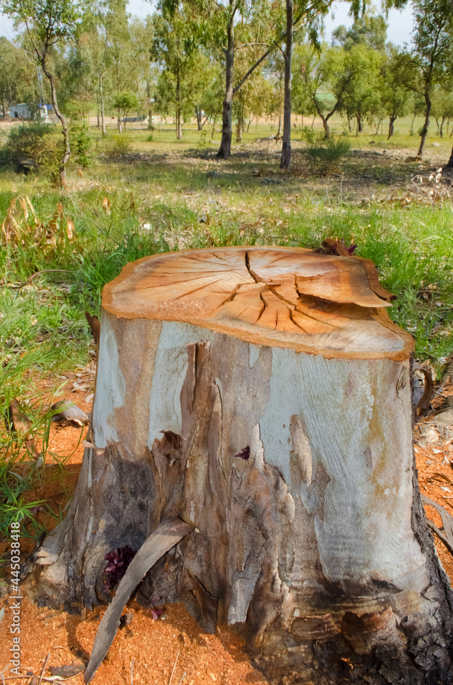 Fototapeta premium Cut tree trunk.