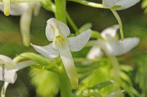 orchidea di bosco a fiori bianchi (Platanthera bifolia) photo