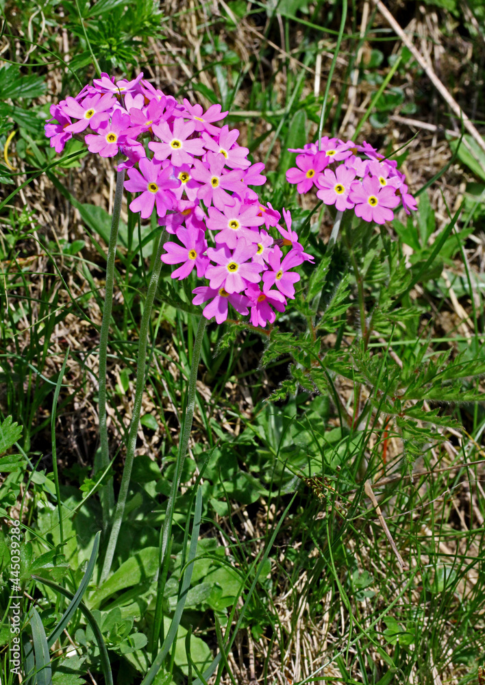 denso ciuffo rosa (Primula farinosa) denso ciuffo rosa (Primula farinosa)