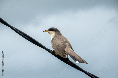 Selective focus shot of yellow-billed cuckoo against a cloudy sky photo