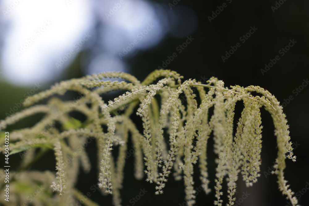 Fototapeta Closeup shot of sedges in a field