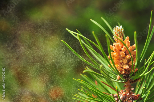 Pollen dust blows in the wind from a long needle pine tree across the prairies of Alberta Canada