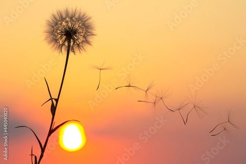silhouette of dandelion flower seeds flying against the backdrop of the evening sun and sunset sky. Floral botany of nature