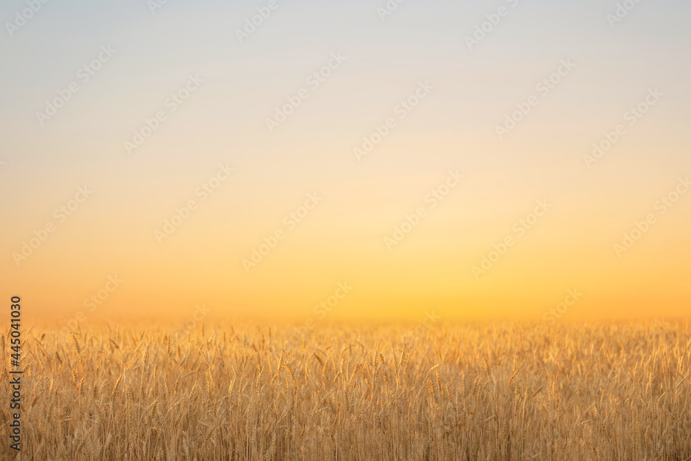 summer field with yellow ears of ripe wheat at sunset, background
